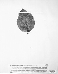 Asterina angulata image